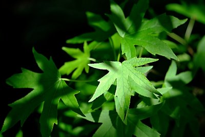 Liquidambar styraciflua - ambroň západní - letní list